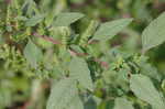 Smooth amaranth <BR>Smooth pigweed